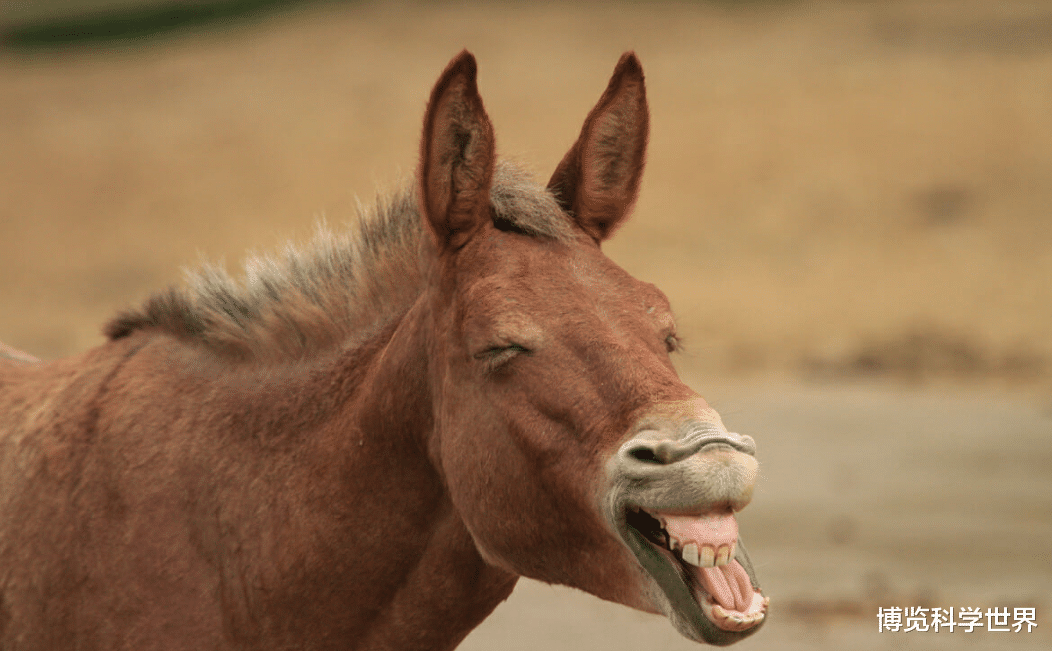 染色体 骡子怀孕，将带来灭亡！佛陀约2500年前说过的话，有没有科学道理？