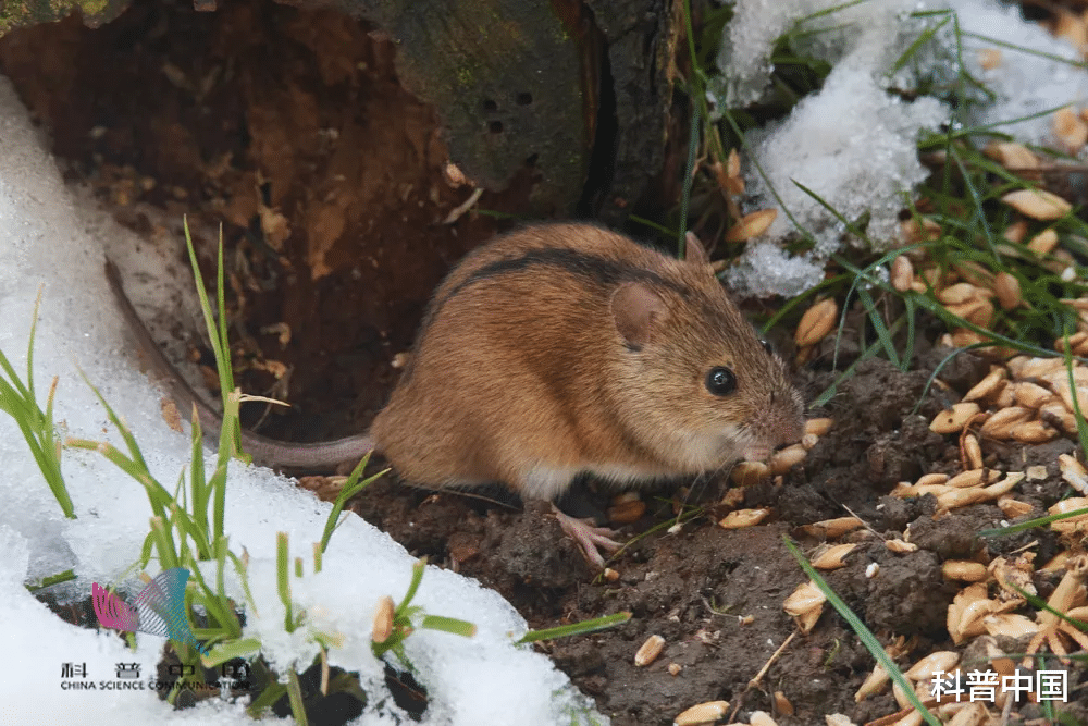 军团菌|吃草莓会导致出血热？这种传染病进入高发区，严重可致命