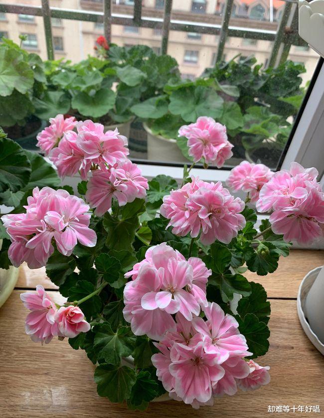 阳台还有位置，养盆“童话故事”吧，颜值高，好养活，四季有花看