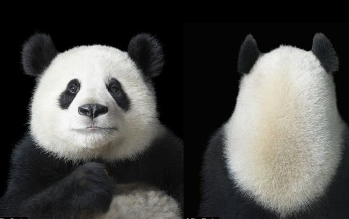 树艺蛙APP|喜提降级 | 保护野生动物离我们并不遥远