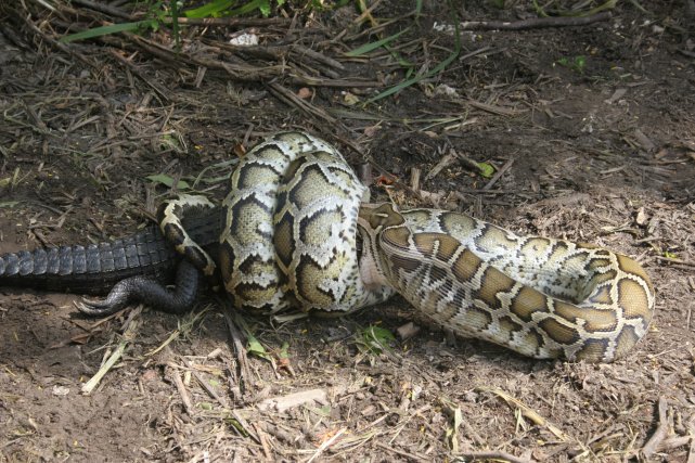 緬甸蟒在美國泛濫，幾十萬條大蛇難逢敵手，全職獵人也無計可施-圖3