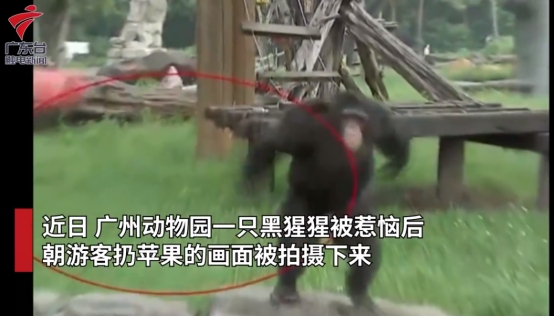 黑猩猩 游客向黑猩猩扔食物,黑猩猩也朝游客扔东西,为何会模仿人类?