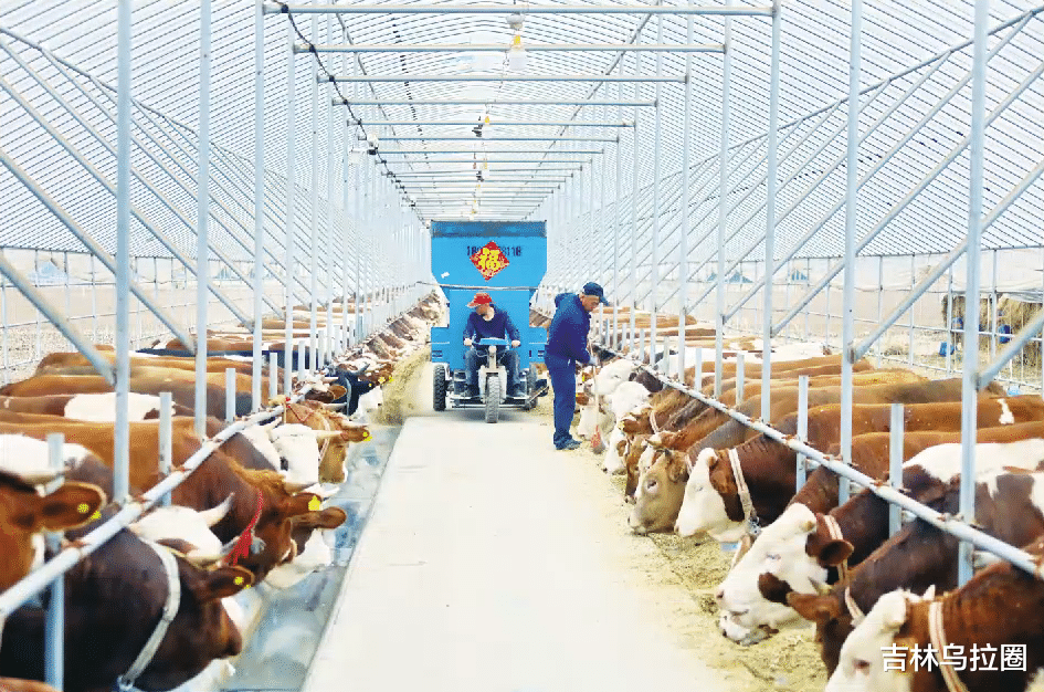 吉林乌拉圈 吉林舒兰：确定今年肉牛产业40亿元产值目标