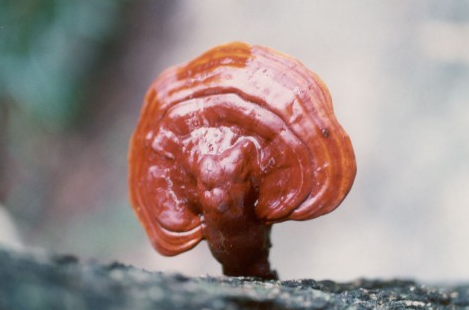 失眠|女人进入更年期，3种“零嘴”可劲吃，或可告别失眠，酣睡如泥