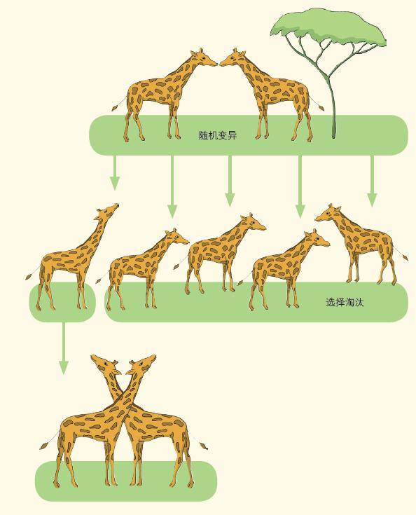?自然选择是随机的吗?