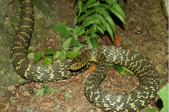 巨蟒 最具争议的两种蛇，无毒与免疫蛇毒，破赤链、臭王锦实力如何？