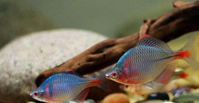 火山 在地球上挖一个水湖，不限时长、不去干预，能长出鱼类吗？