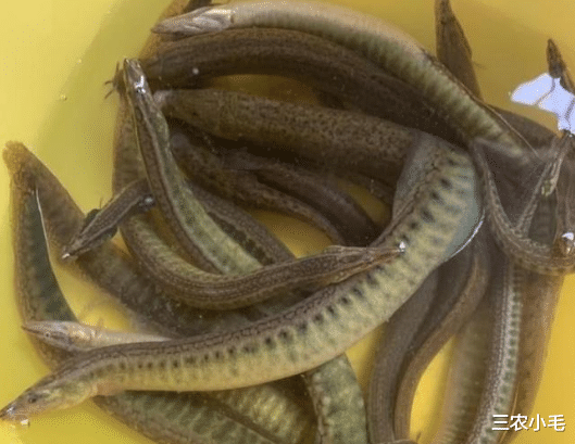 |神似泥鳅却带“暗器”，过去钓到常踩死扔掉，现在百元1斤少人养