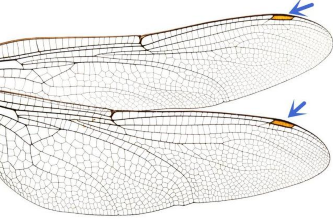 蜻蜓：飞行的王者，科学家研究数十年也“吃不透”关键技术！