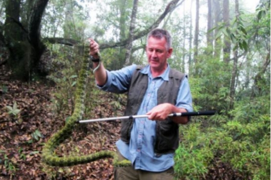 莽山烙铁头 莽山烙铁头是最毒的蛇？还是体型最大的蛇？求求你们别秀了！