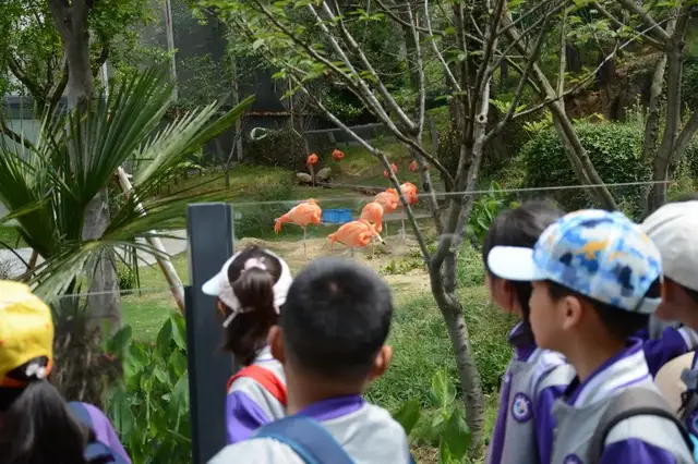 魅力学校 苏州工业园区方洲小学探寻家乡之美 品味苏式生活