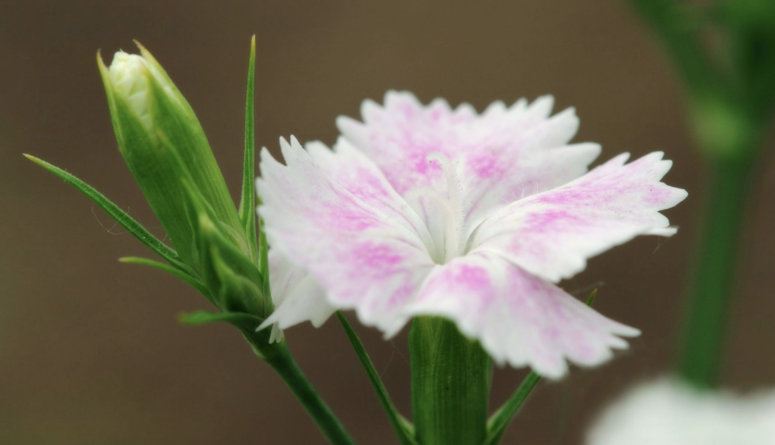 生肖夜梦|8月底，3生肖贵人帮助，事业红火，爱情美满，生活富足，笑着醒来