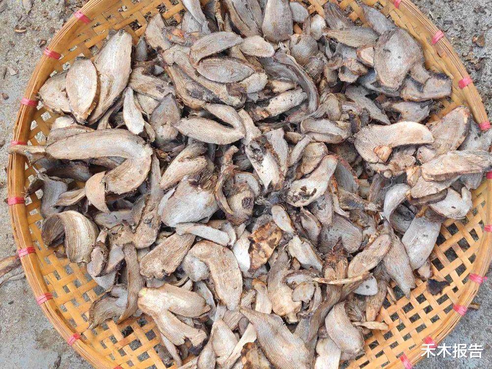 你可能见过，但不一定知道它价值很高，根部尤其珍贵，18元一斤