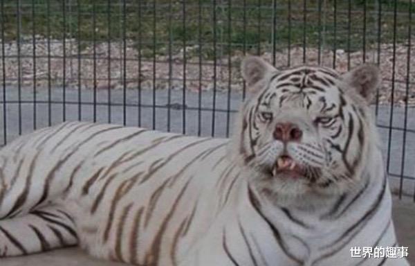 老虎 世界上最丑的老虎 长相怪异没有百兽之王的凶猛