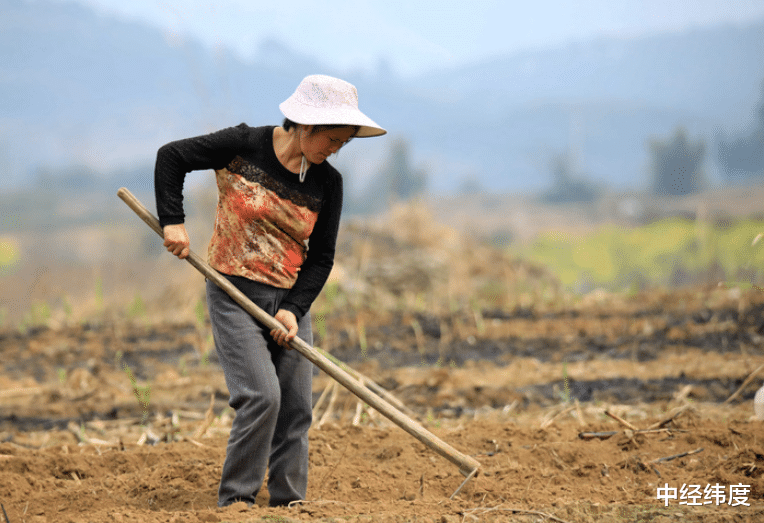 |粮食补贴落地！今年每亩地补贴将调成“这个数”，涉及家家户户