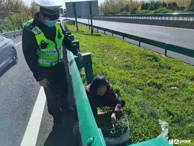 态度青岛 老人冒险上高速挖野菜 交警喊话:这种野菜可吃不得