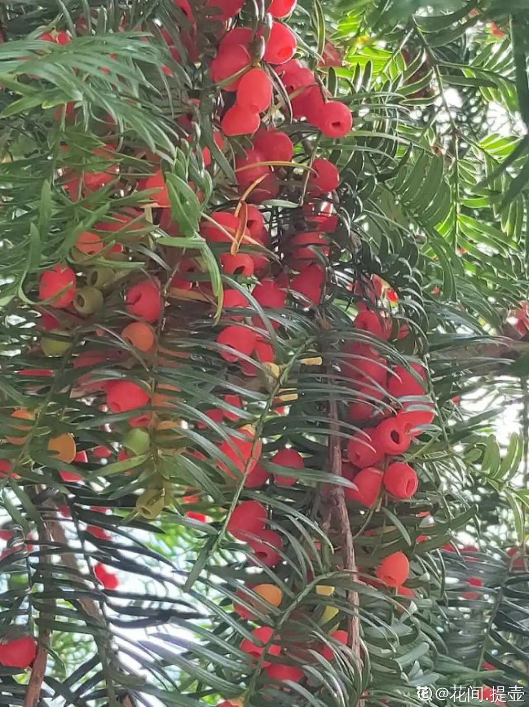 男子花100元买盆花，警察半夜找上门，结果悲剧了