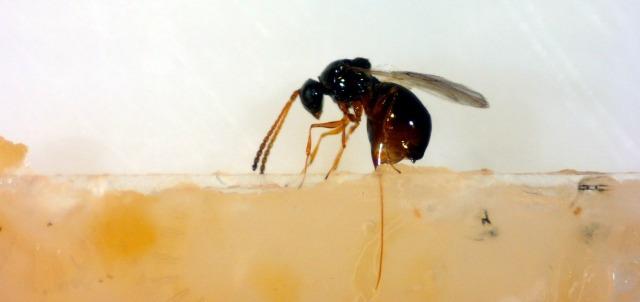 寄生蜂能把昆虫变成“僵尸”,科学家:它们拯救了数千万人的生命