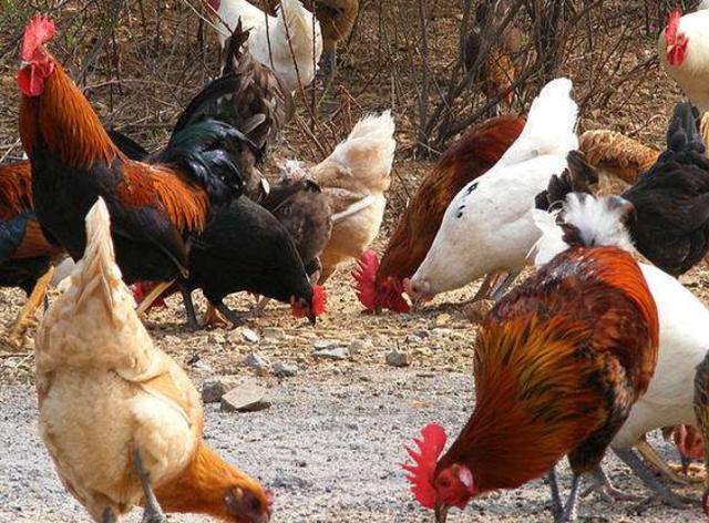 蔡嘉宇宝妈日记|盐焗鸡卤水怎么做？