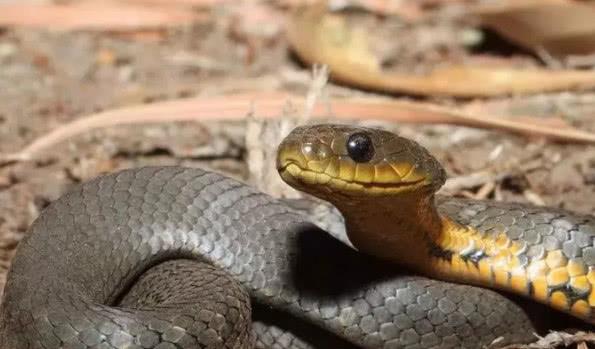 眼镜王蛇 2米多长的眼镜王,毒性有多强?如果被咬到是否有生还的可能