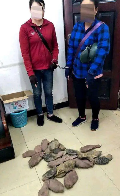 |有的动物不要捉,两女子捉十几只龟栽了,网友:一级国保都敢动?