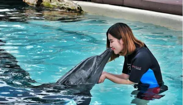 海豚 自杀殉情？公海豚爱上23岁人类姑娘，被迫分开后，将自己淹死