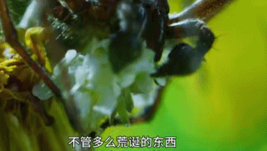 |让我们带着孩童般的好奇心，一起走进动物世界的奇葩《求偶游戏》