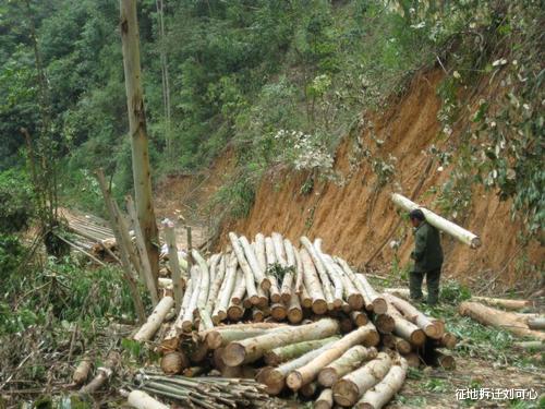 征地拆迁刘可心 农村土地征收时青苗补偿也要有,因为也是一笔不菲的补偿