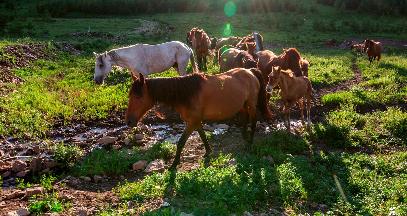 琳妹儿说|世外桃源柳树沟每天都上演着物竞天择的生死大戏（图有不适慎入）