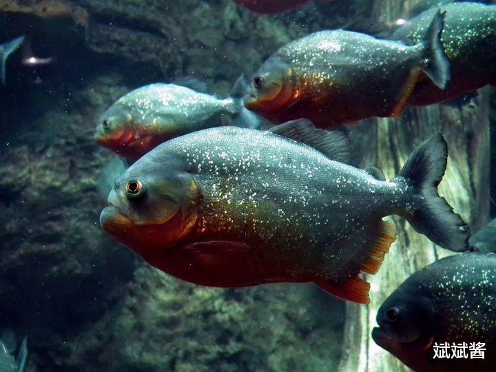 食人鱼 食人鱼可怕吗，为什么没有在亚马逊河泛滥？