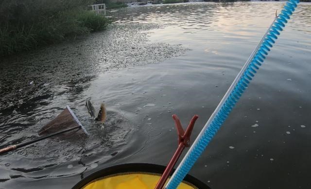 北京市|别急着在深山老林里找大鲶鱼，这东西味道不错！北京钓鱼很严肃！