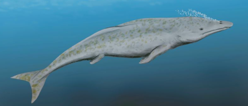 鲨鱼 鲸鱼：4000万年前的鲨鱼怎么也想不到，最大的对手竟来自陆地