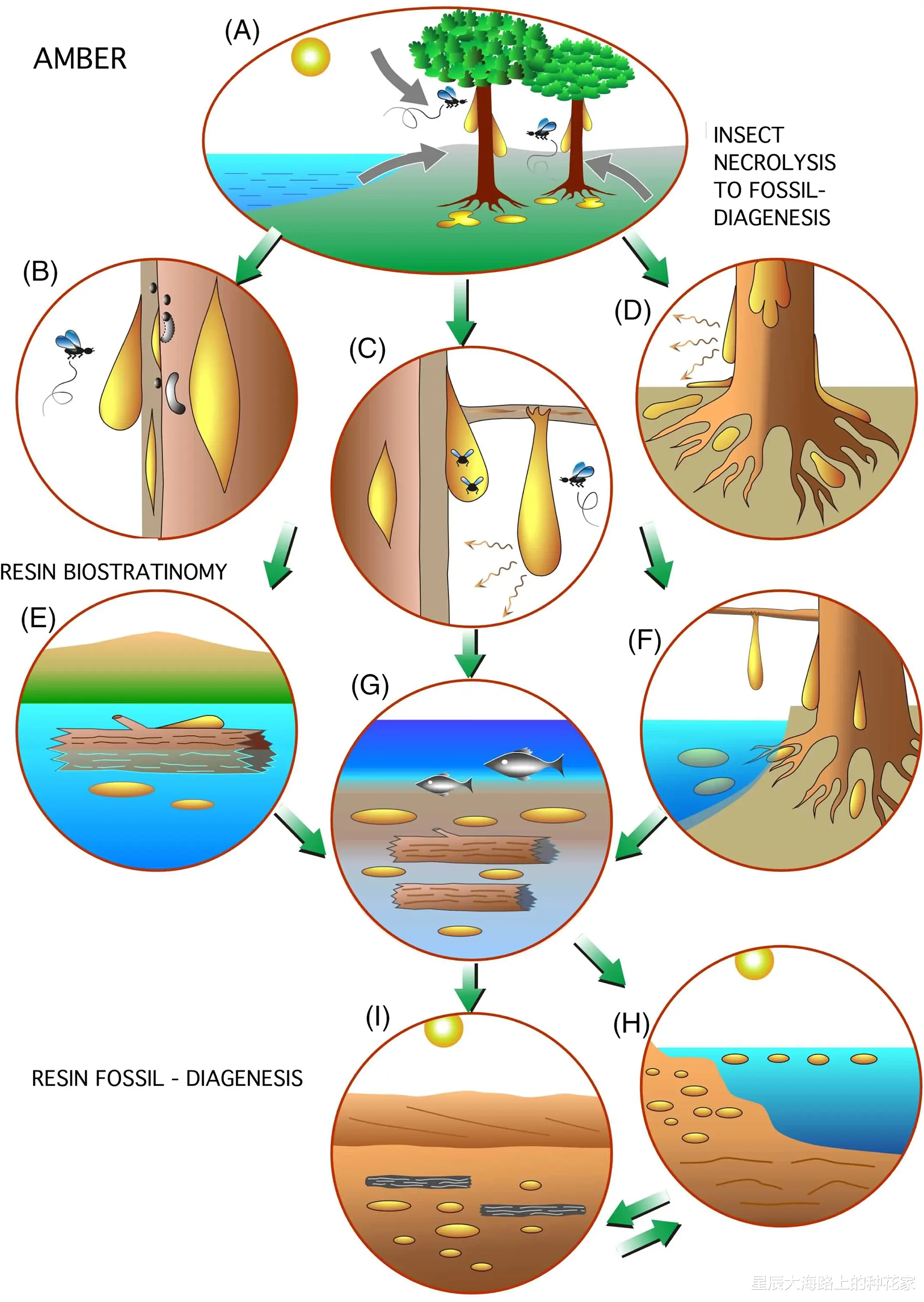 基因 地表最强生物现身琥珀：1600万年前陷入困境，它还活着吗？