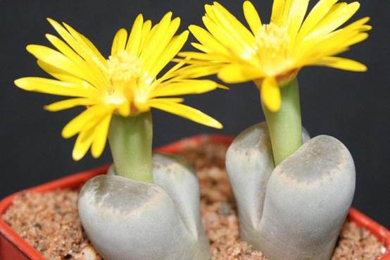 世界上最令人吃惊的10种奇花异草，你见过哪些呢！