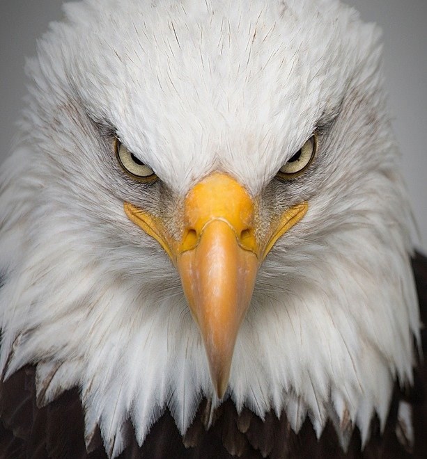 白头鹰，是北美洲的一种猛禽，你知道这些吗？