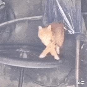 张馨予 深扒月入15w的假减肥药贩子：坑你钱还要身材羞辱你！