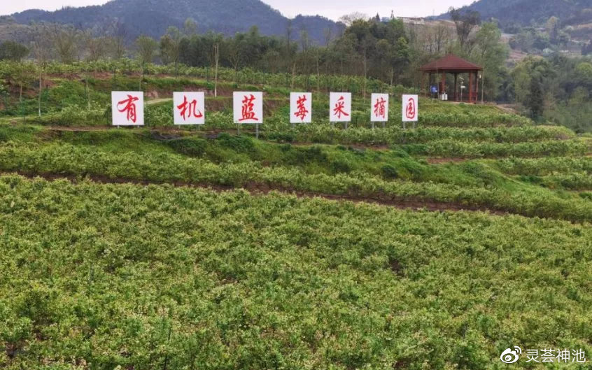 灵荟神池 做农业品牌，要常“照镜子”“正衣冠”