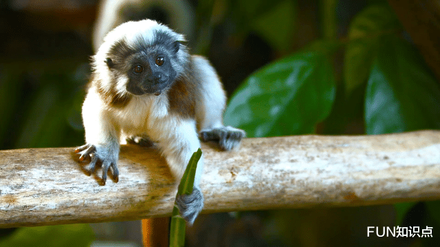  4万只到6千只，巴掌大的小猴子，也算为人类作出过不小“贡献”