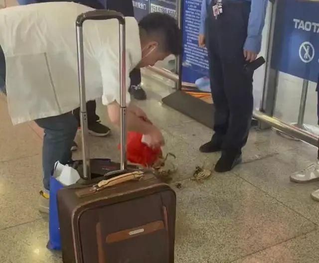 活螃蟹为何不能上高铁?乘车时这项规定要记清,以免出现误会!
