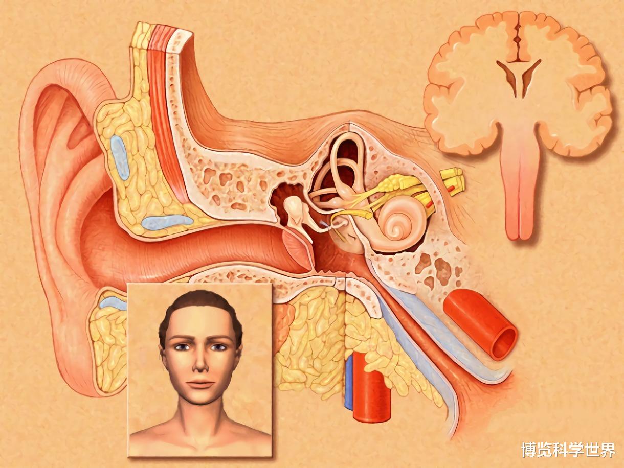 航天员 航天员着陆地球后，为何要一直坐椅子？如果强迫自己站立，后果将有多严重？