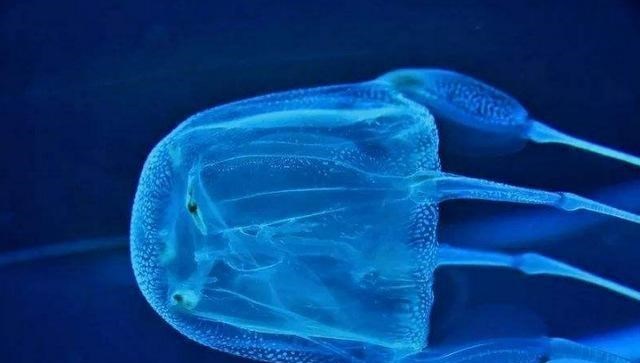水母 人类遭遇威胁！暴力水母攻击阿拉斯加人和狗 水母为什么攻击人类