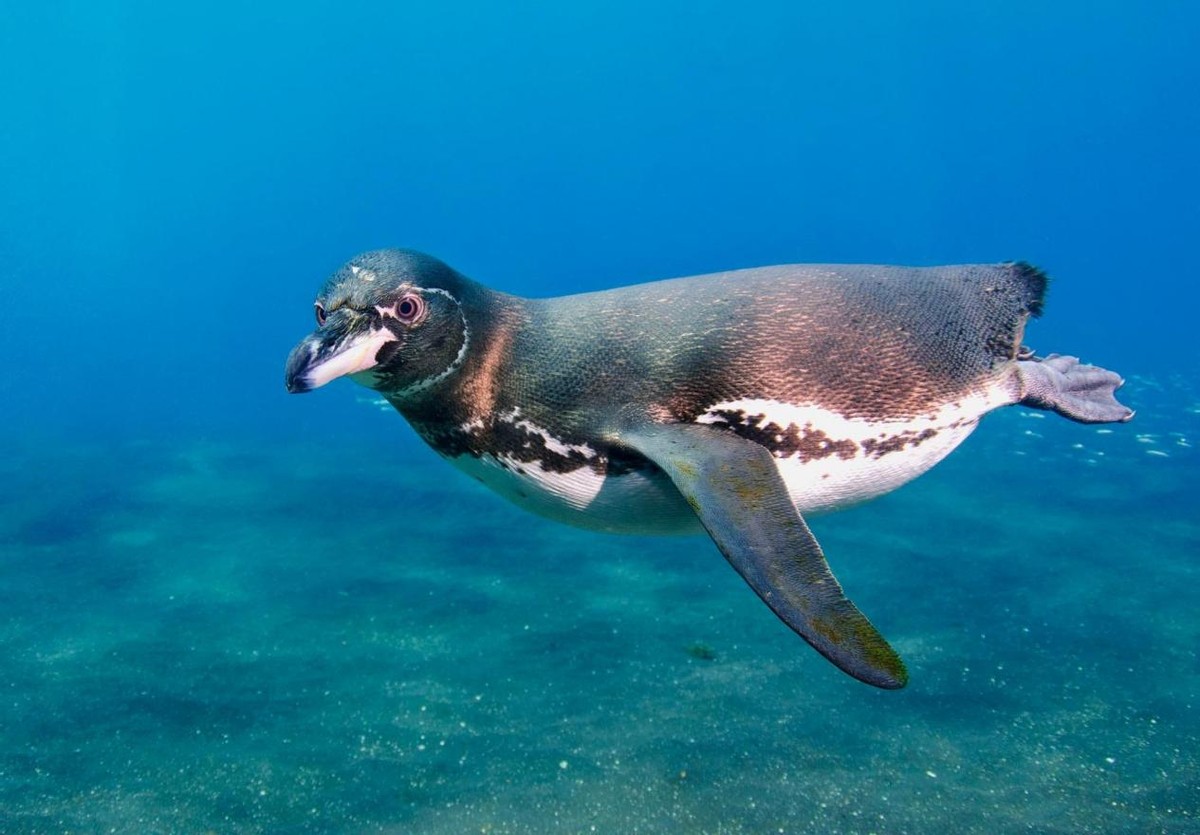 南极 1种企鹅被洋流冲到赤道，回不了家就地生活，现在濒危了