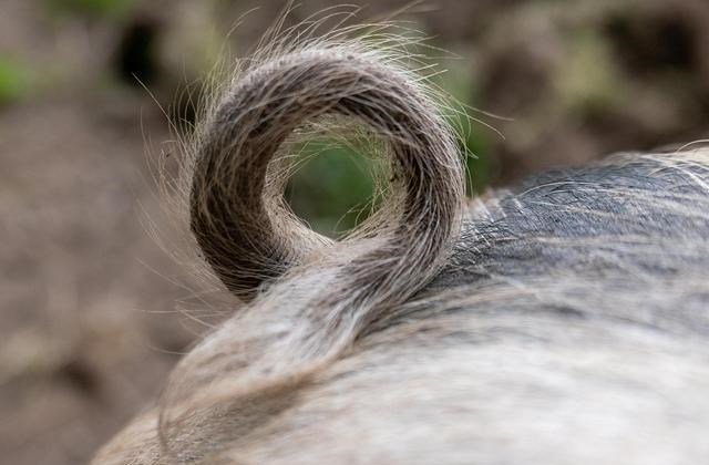 上学的事儿 河北廊坊午夜街头现“绿色出行骑猪侠”悠闲漫步玩儿手机