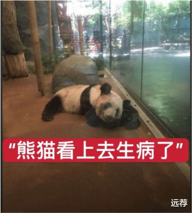 西瓜的口味 网曝旅美大熊猫在当地被虐待！已经饿成皮包骨，惨不忍睹