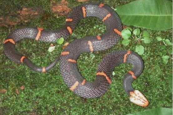 毒蛇 白头蝰蛇被称最毒？看看它真正的实力，宁死不屈究竟为哪般？