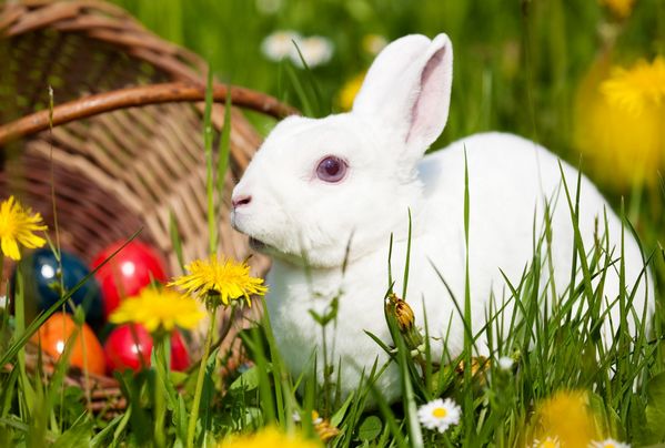 余绿一斗 88岁高僧发话：属兔人忌讳与以下几个属相结婚！