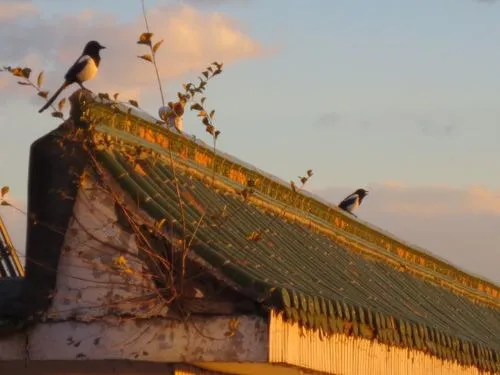 家宅风水环境变好的几个特征