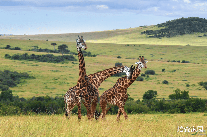 UFO 体型这么大的鲸鱼竟然只有一半牙齿？