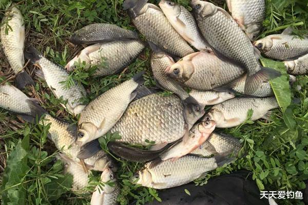 |春季钓鲫鱼，钓浅水要看时机，这些天气出钓，“爆护”已成定局！