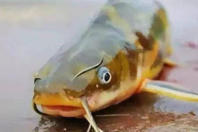 |黄骨鱼按我说的钓，二十年老司机都得拍手叫好